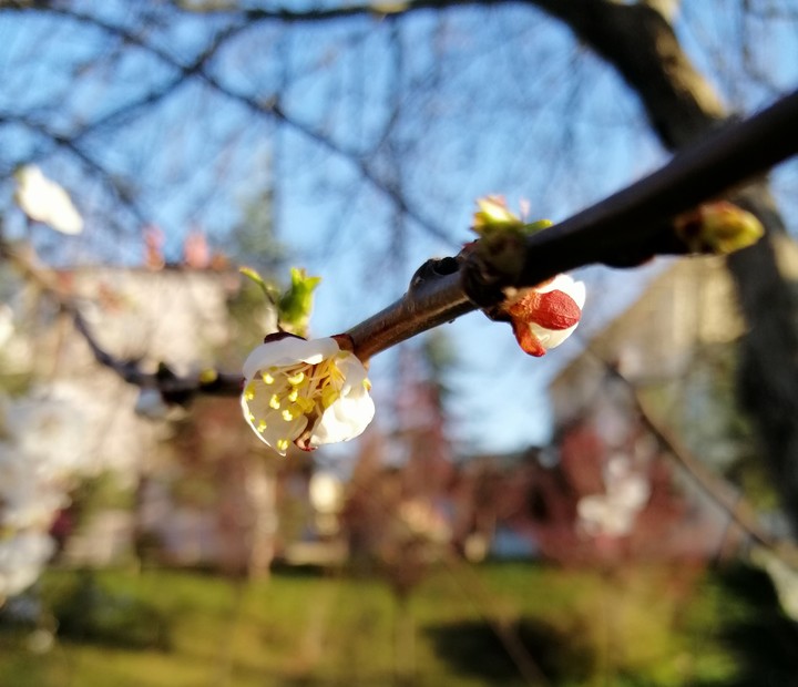 spring