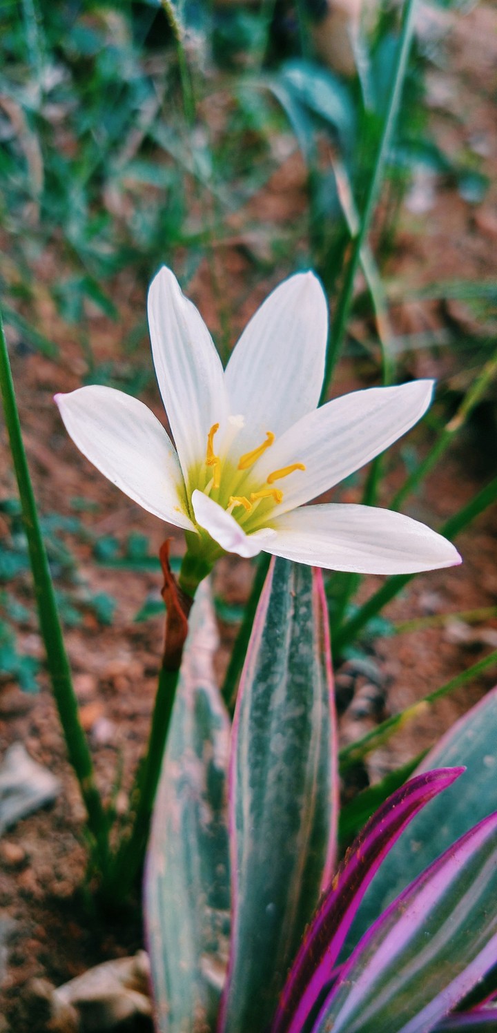 Flower
