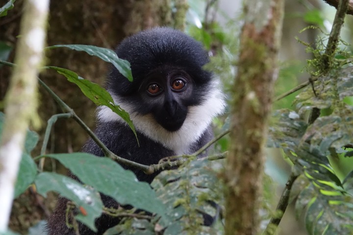 monkey