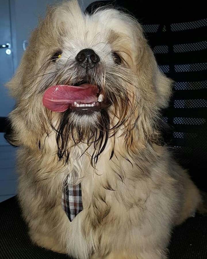 my Dog lucky