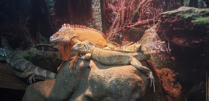 Iguanas