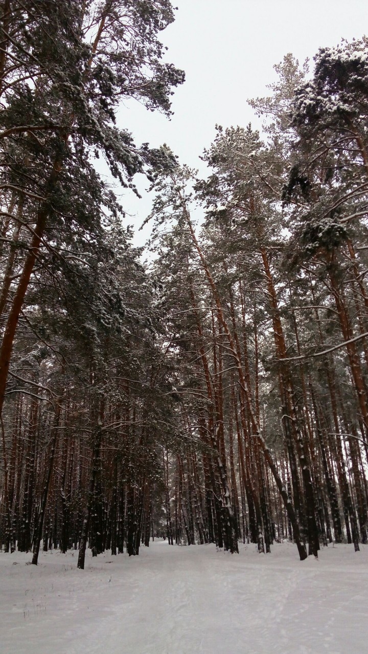 forest