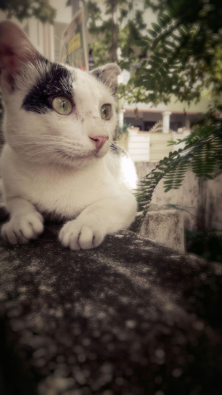 catie