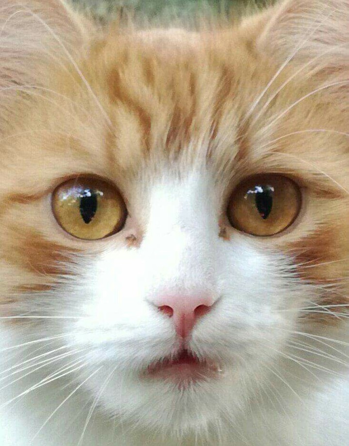 cute cat