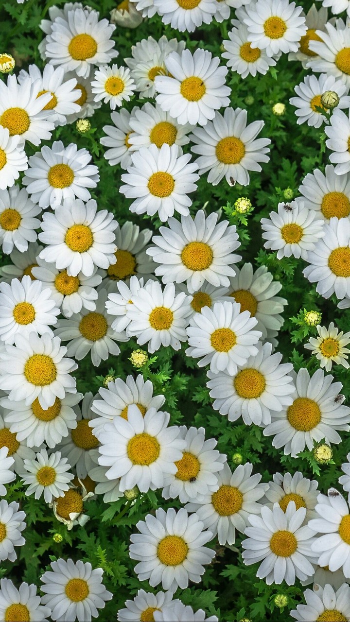 Flower Wallpaper