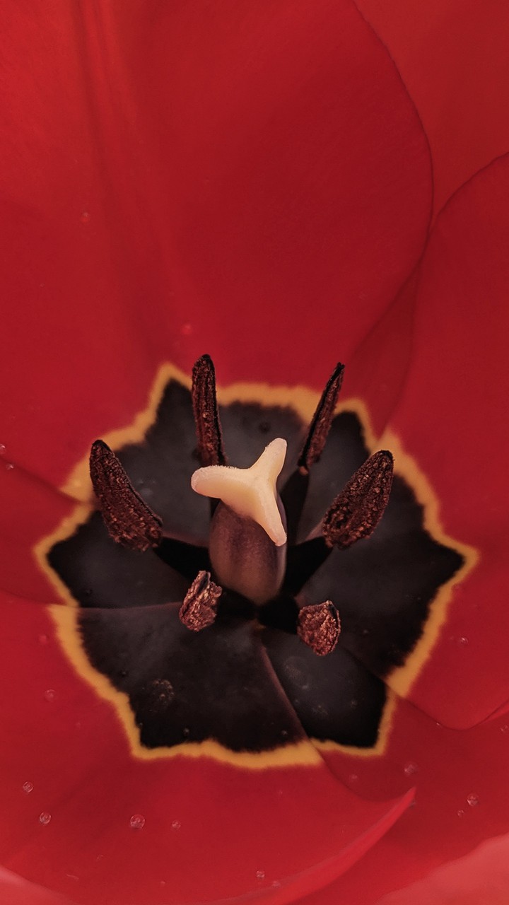 spring flower