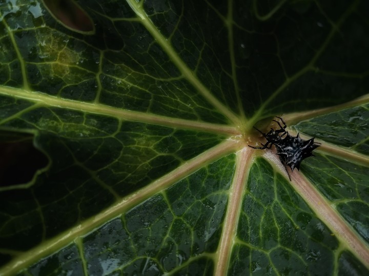 Araña y flores