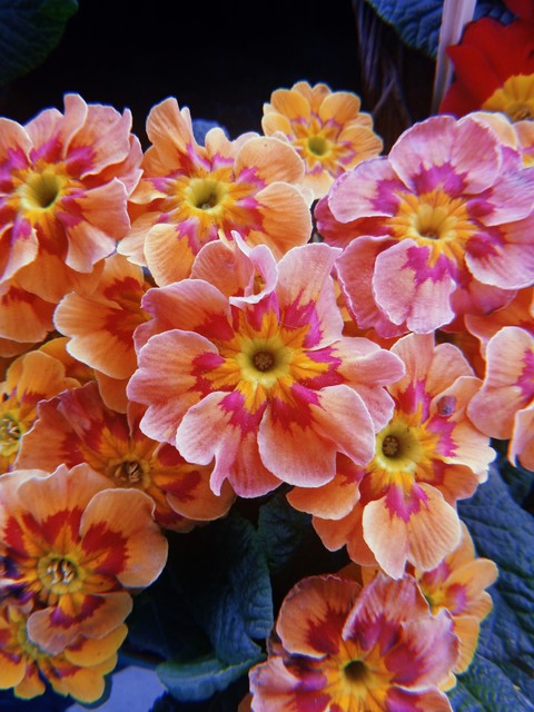 Flowers