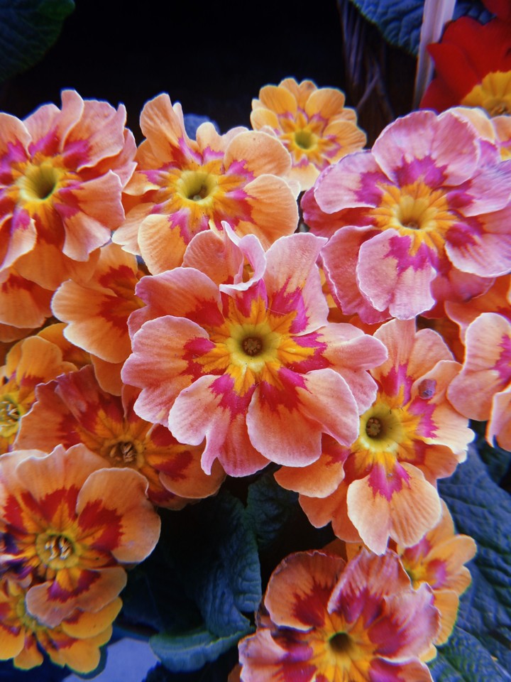 Flowers