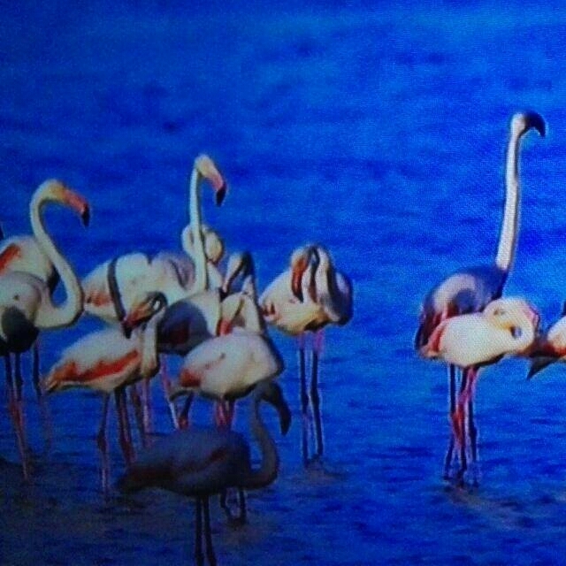 sardinia