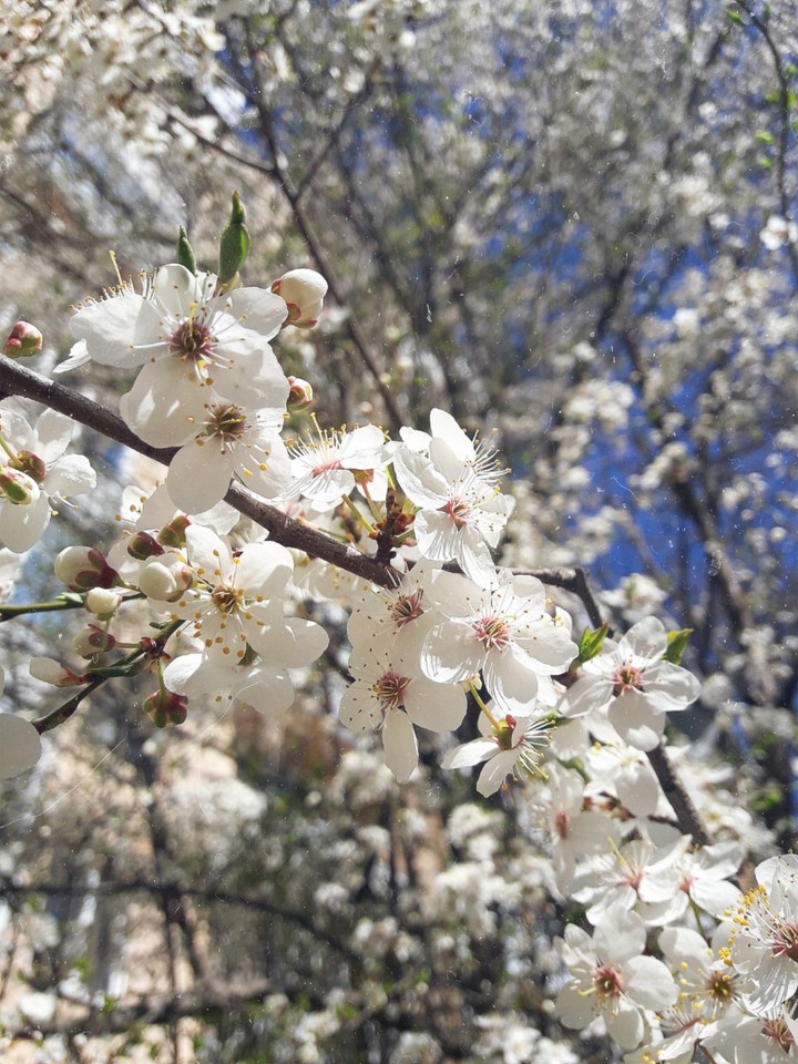 spring