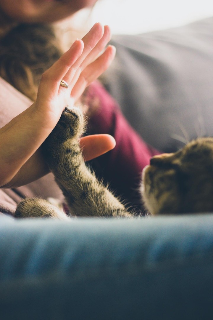 baby cats