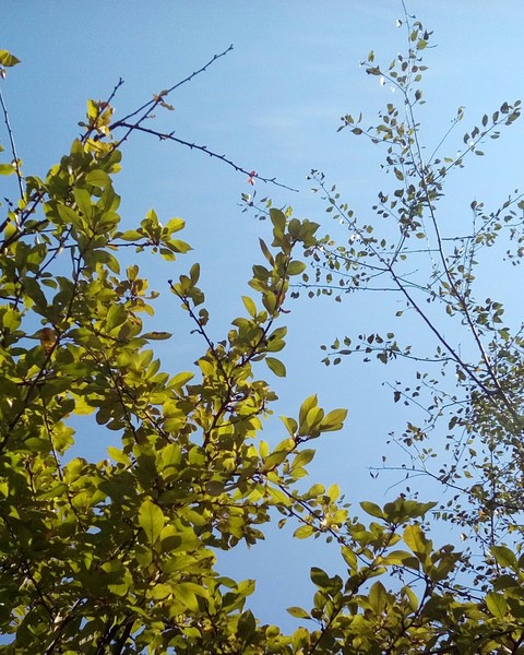 Trees are beautiful