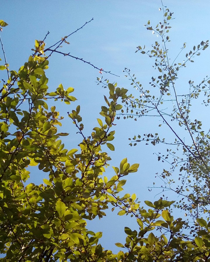 Trees are beautiful