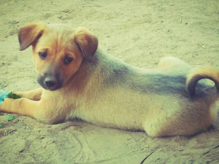 Little Cut Dog