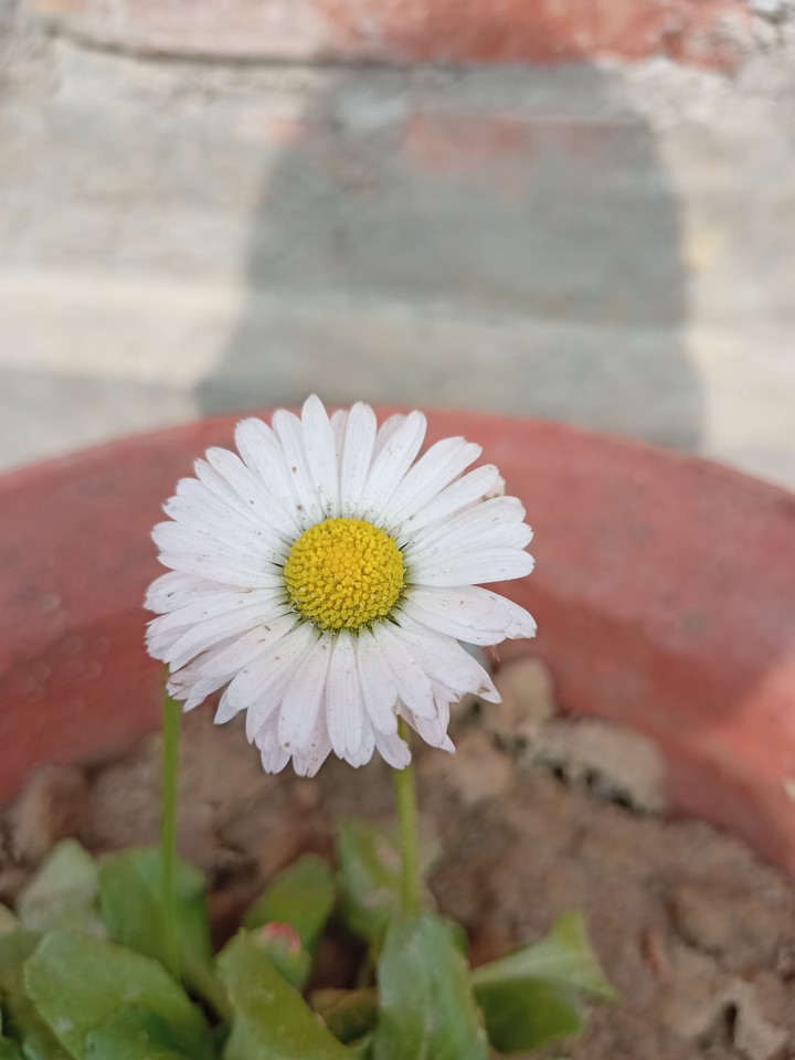 daisy