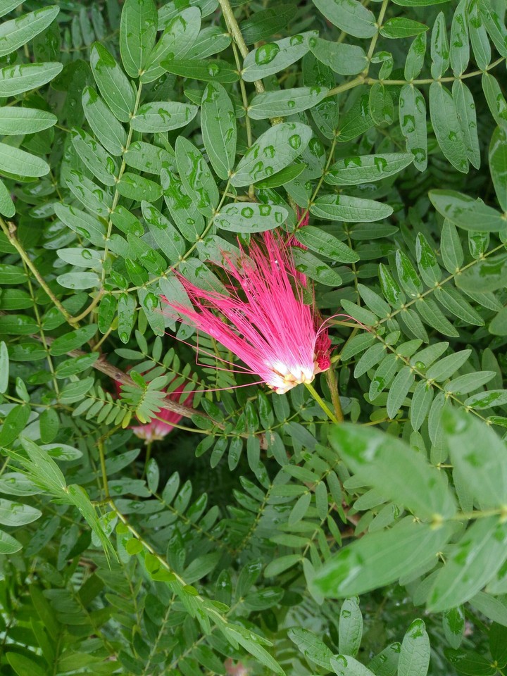 flowers of the rain