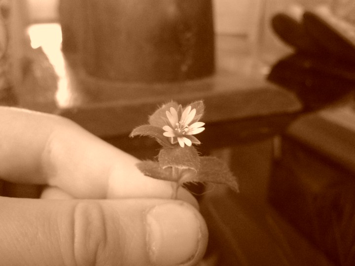old photo of flower