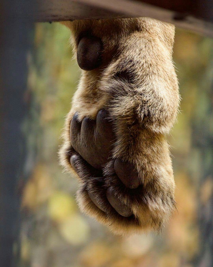 Paw print