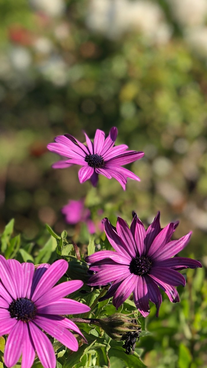 Purple ?