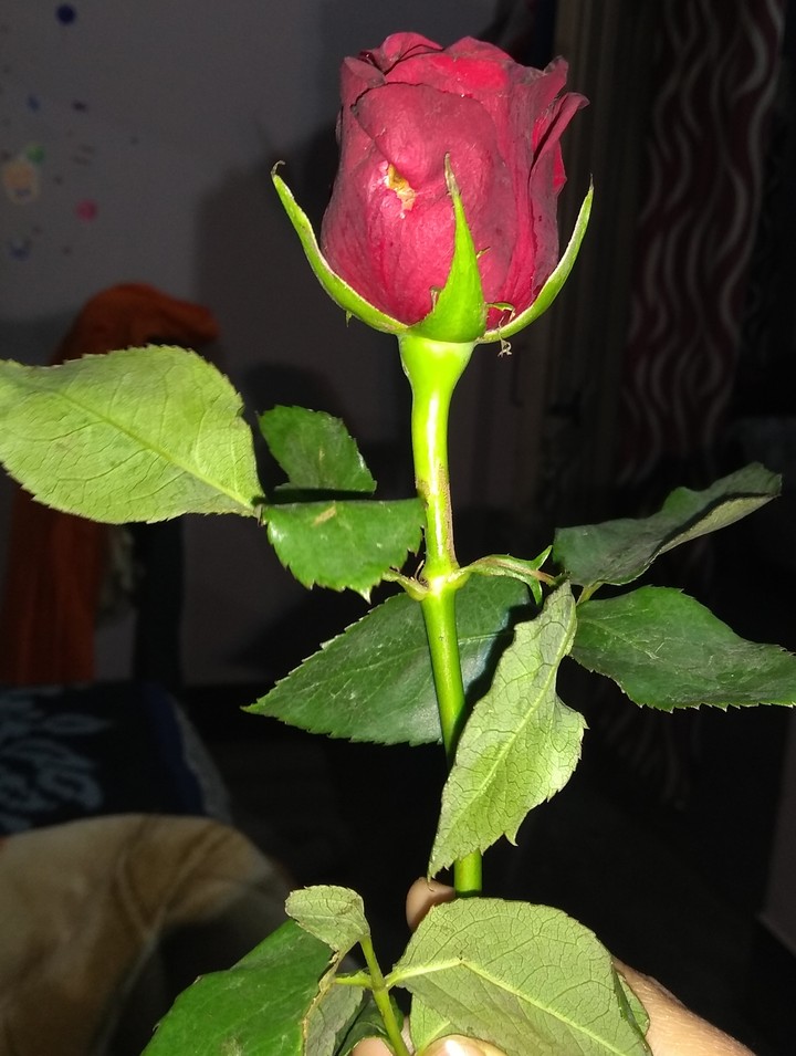rose