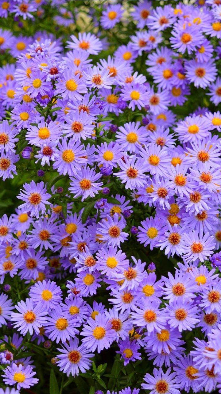 PURPLE DAISIES