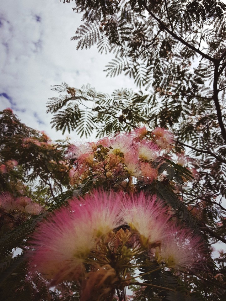 산책길의 꽃