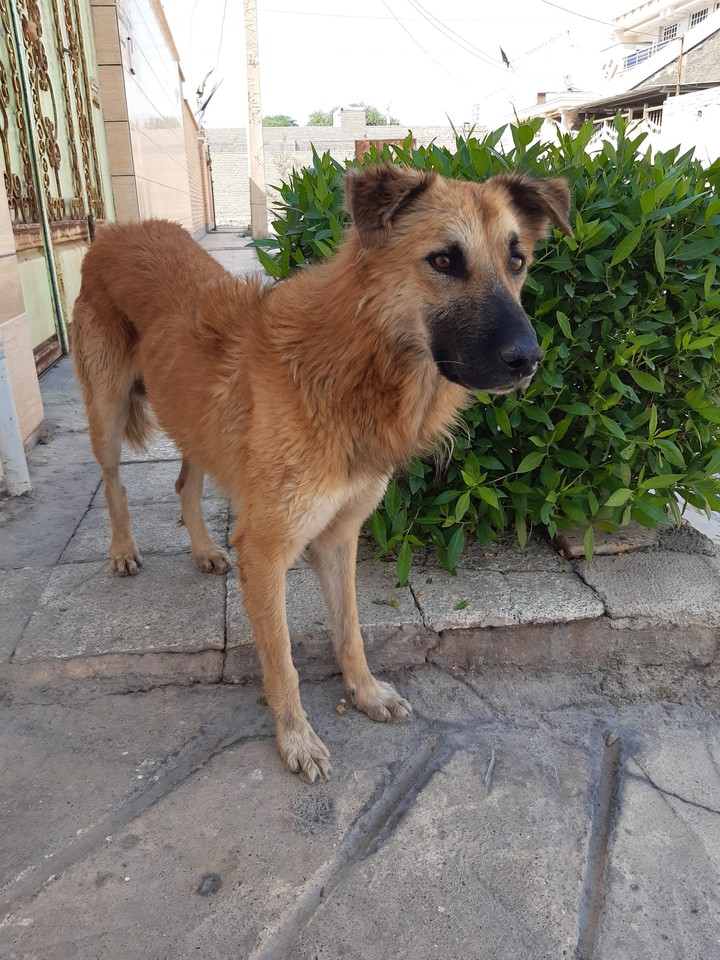 dog