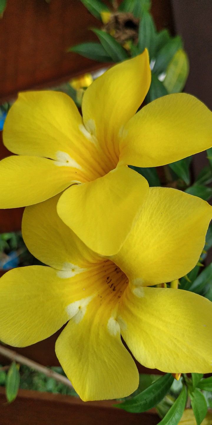 yellow flower
