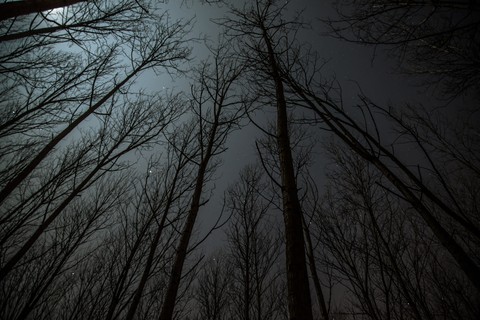 Skyfield From Forest