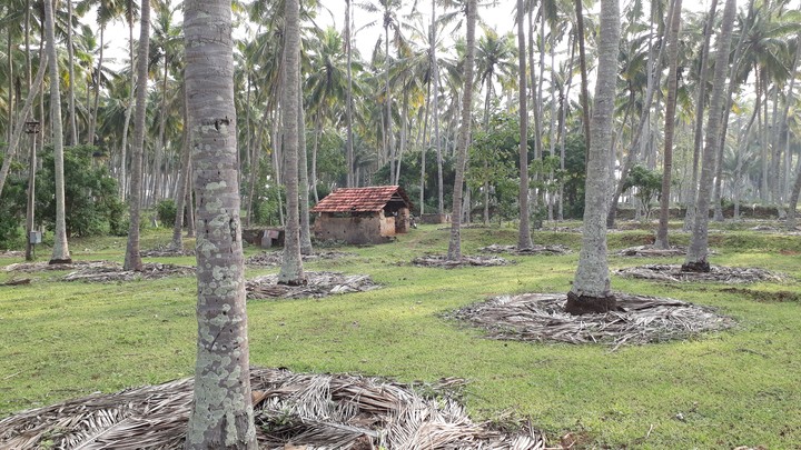 my garden