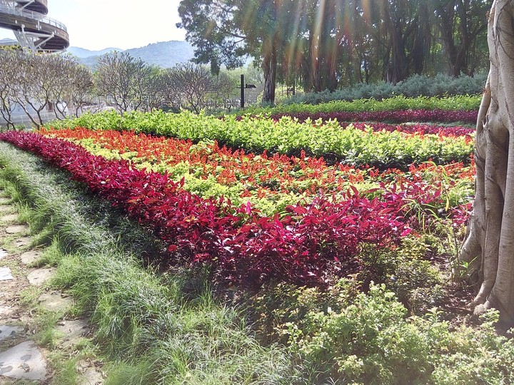 Flowers & sunlight (Tai Po Waterfront Park)