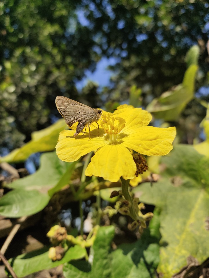 Butterfly & flower