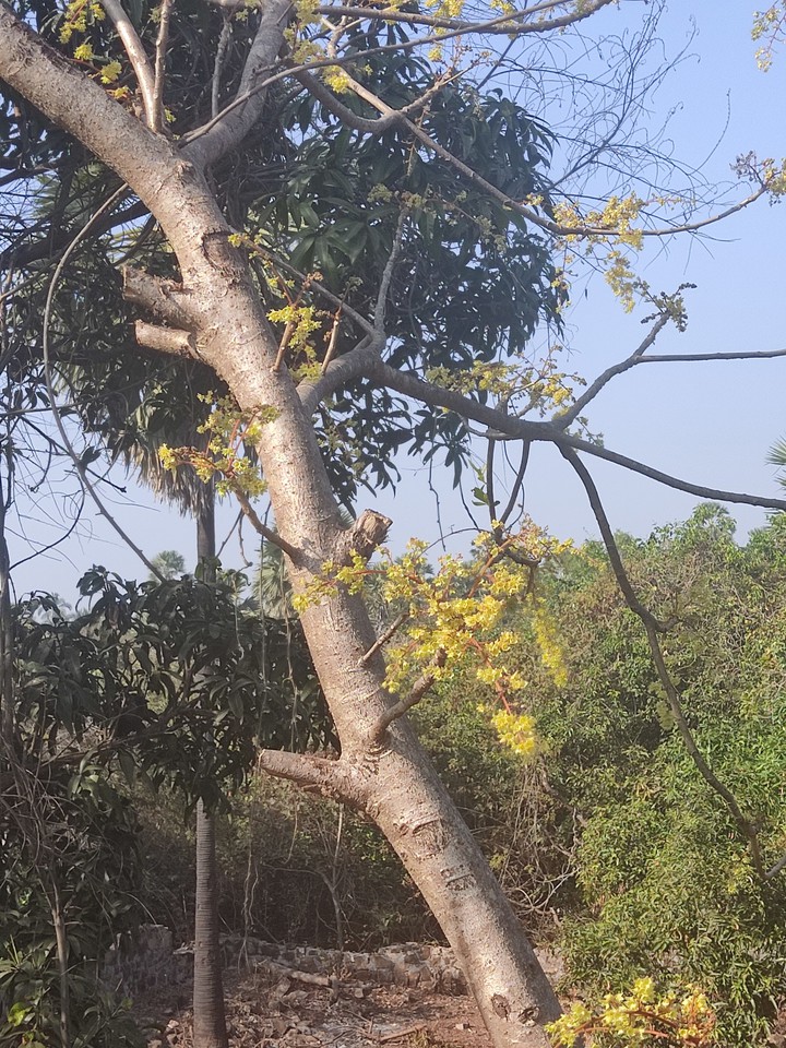tree