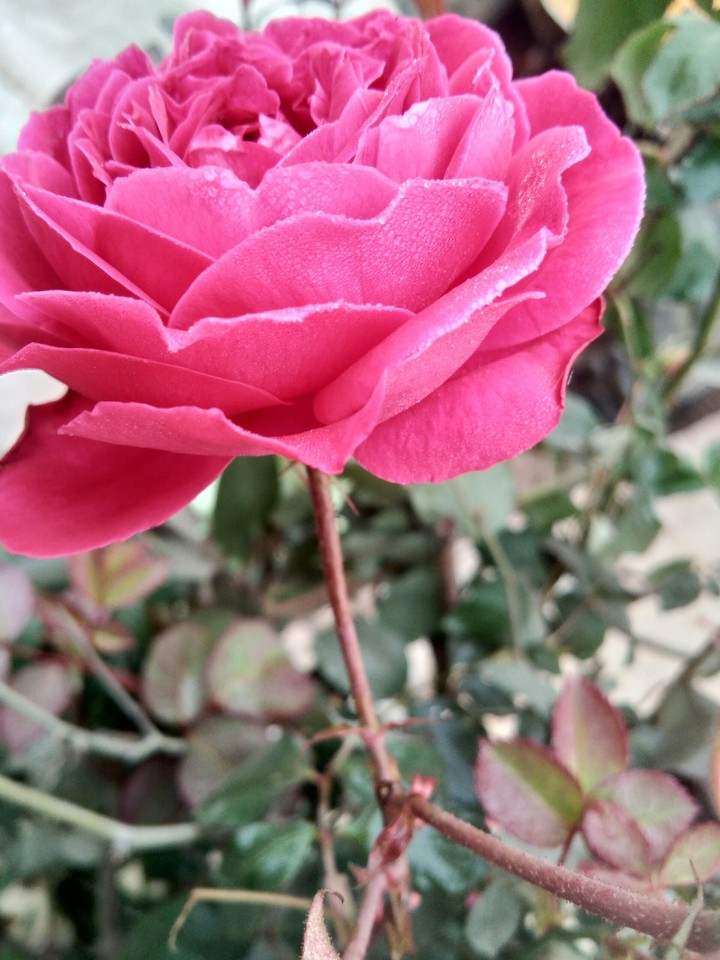roses