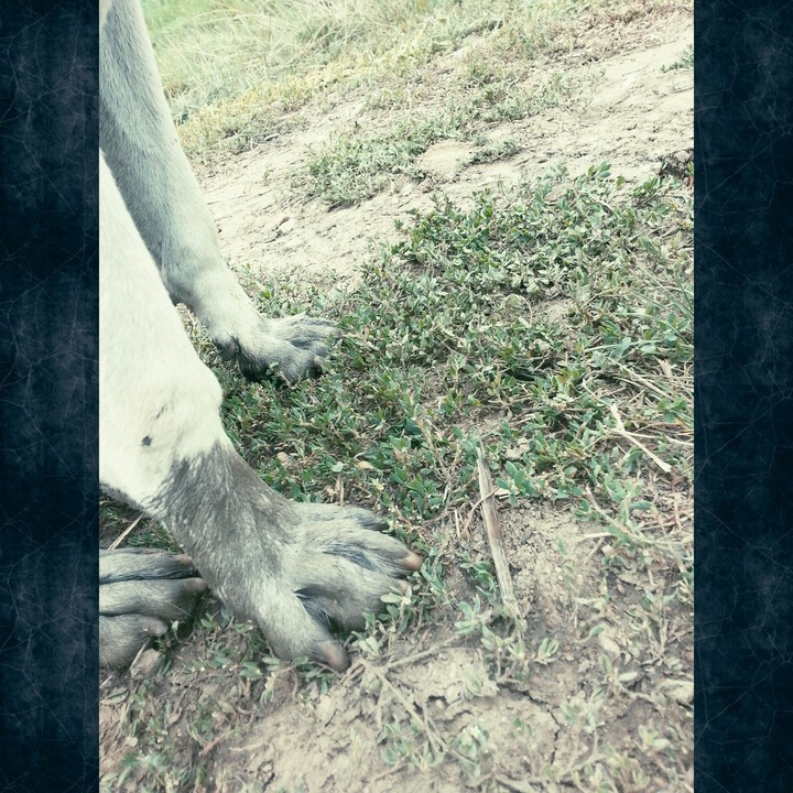 Dog paw