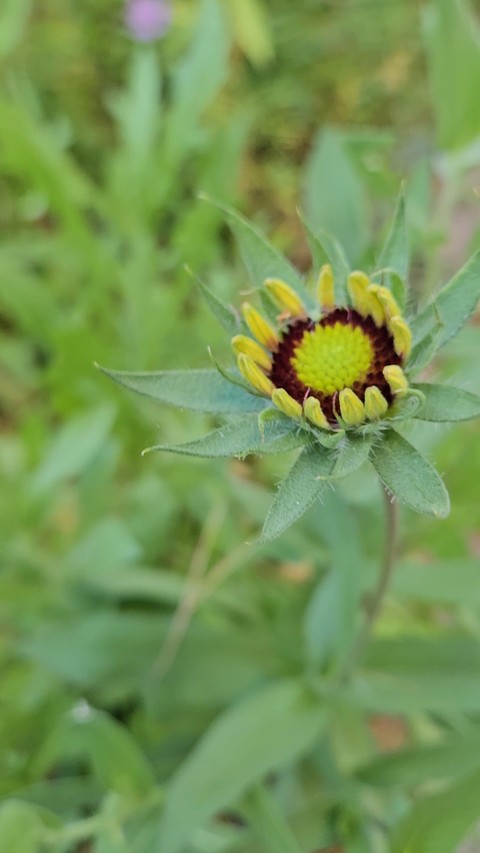 Gaillardia Flower Bud. Will it bloom before it freezes???