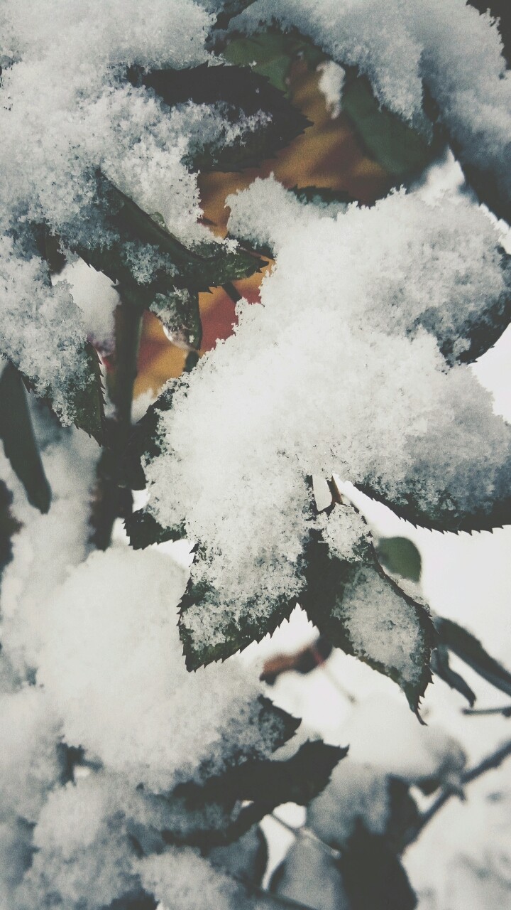 snow