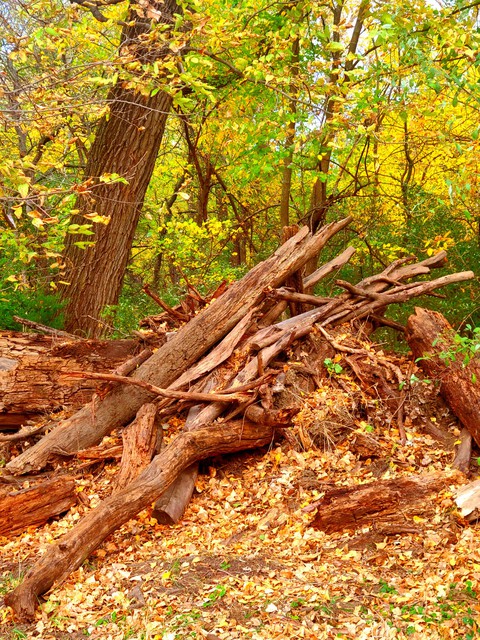 Autumn arrived even in ground