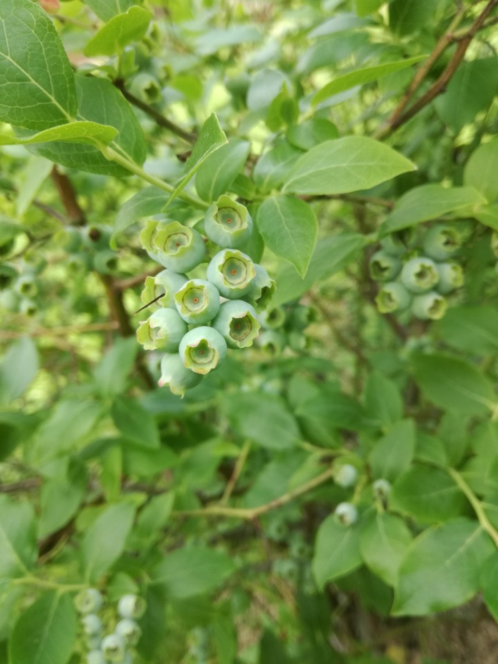 Grüne Heidelbeeren.