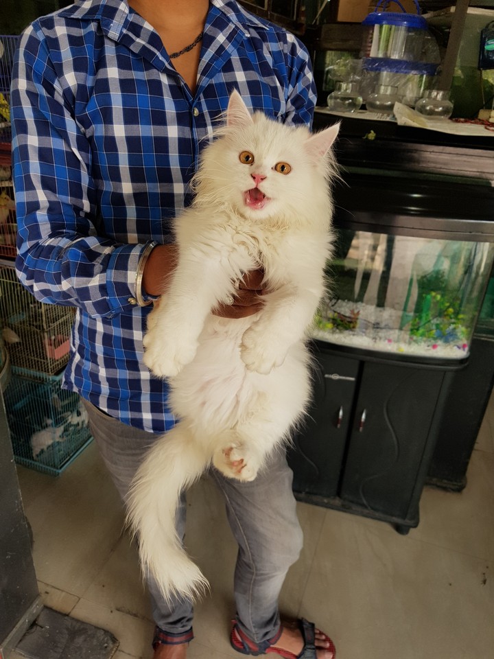 Persian Cat