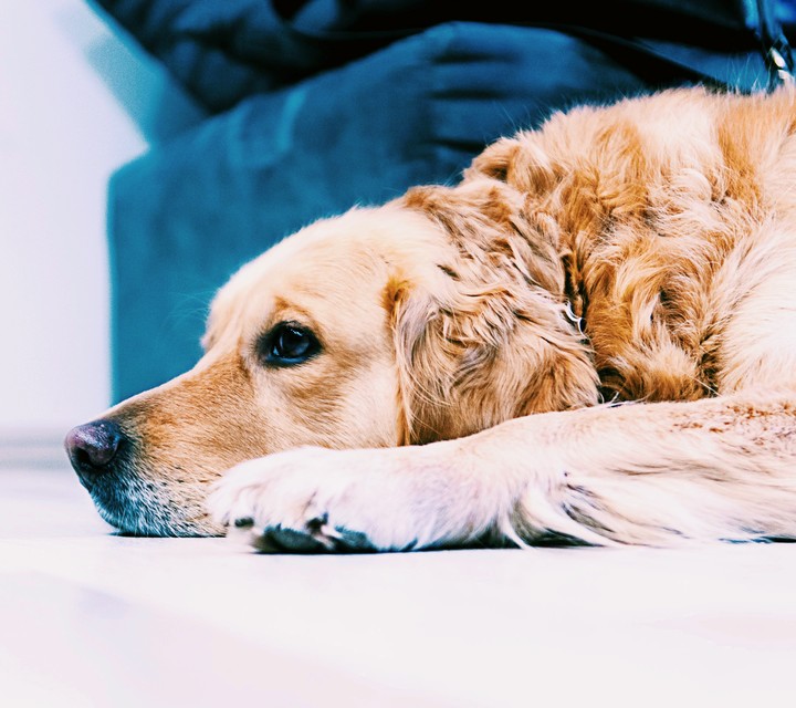Dog_Love