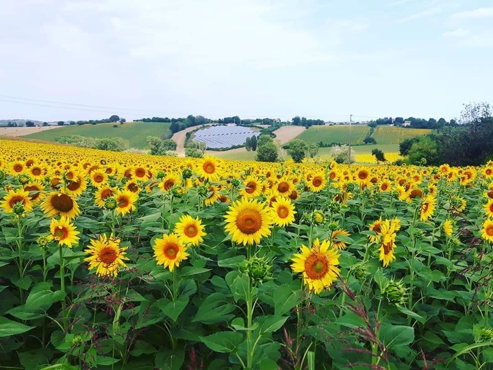 Sunflower Field