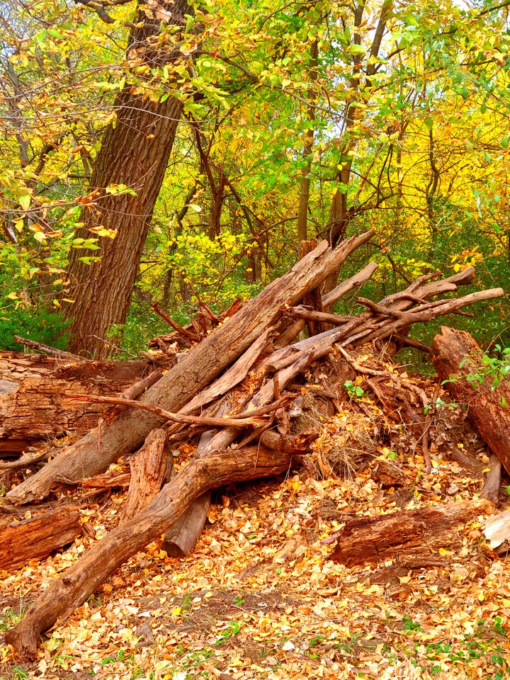 Autumn arrived even in ground