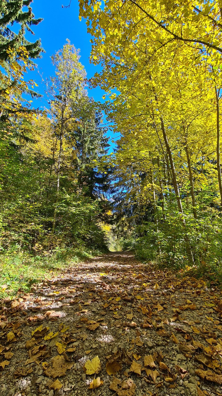 Autumn leaves