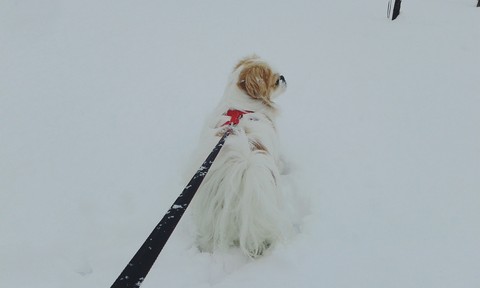 In The Snow