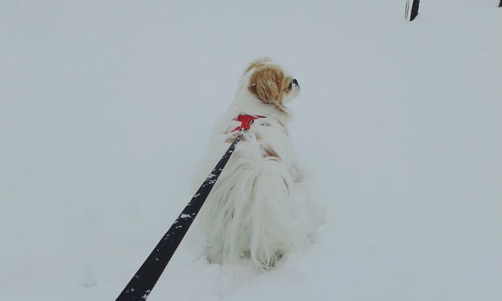 In The Snow