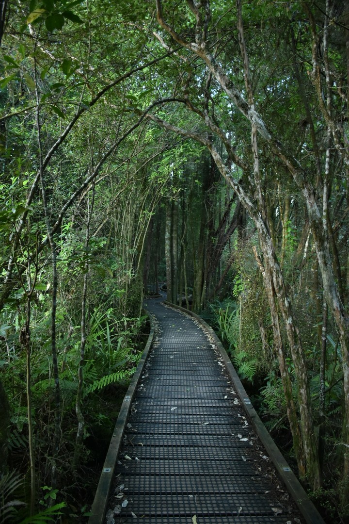 Forest Walking Path