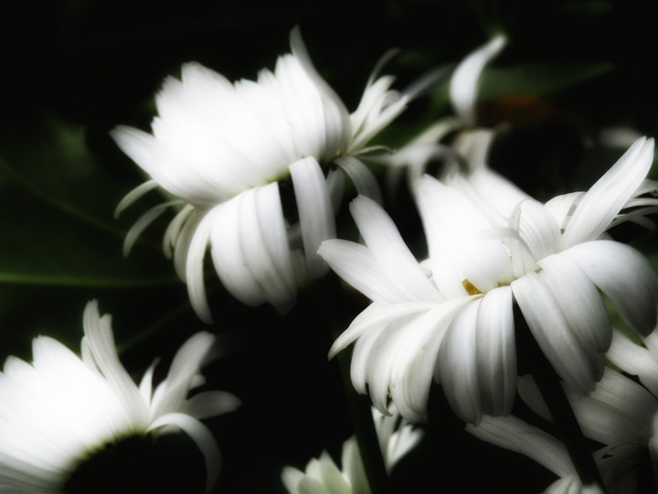 Wind blown daisies