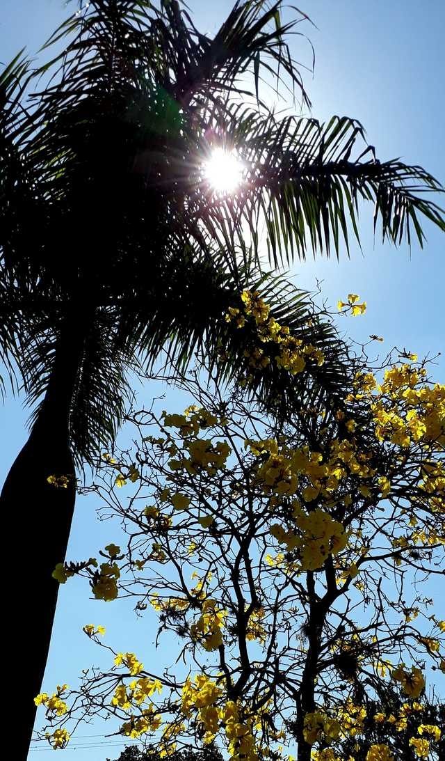 Coqueiro e Ipê Amarelo